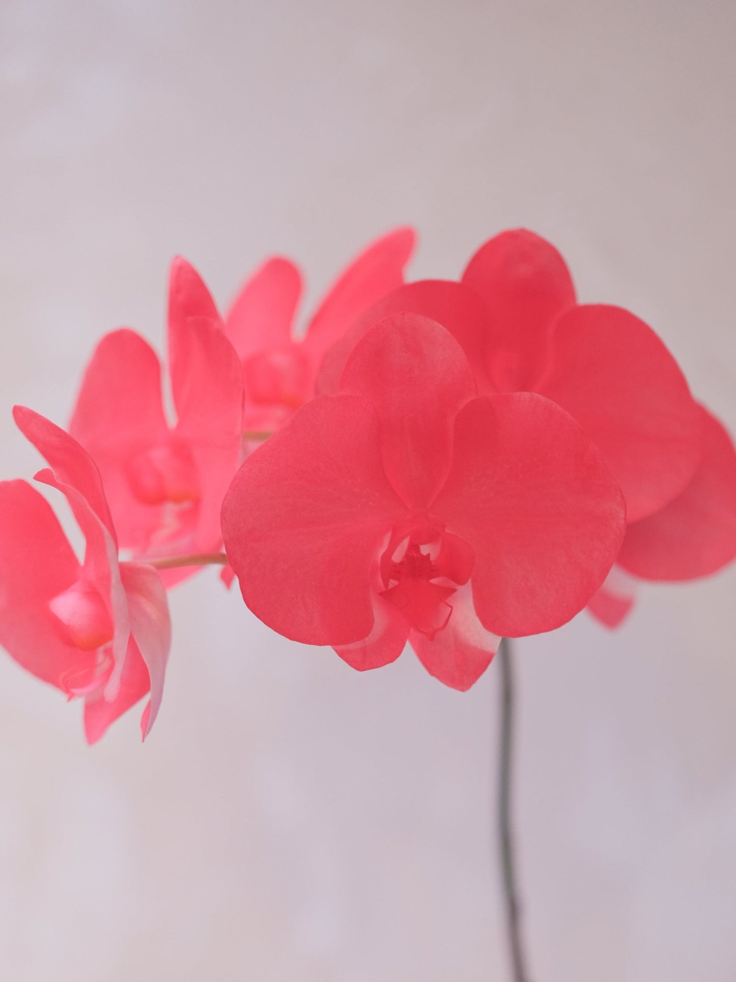 Dyed Orchid | Flamingo Red - 2026 Chinese New Year - 