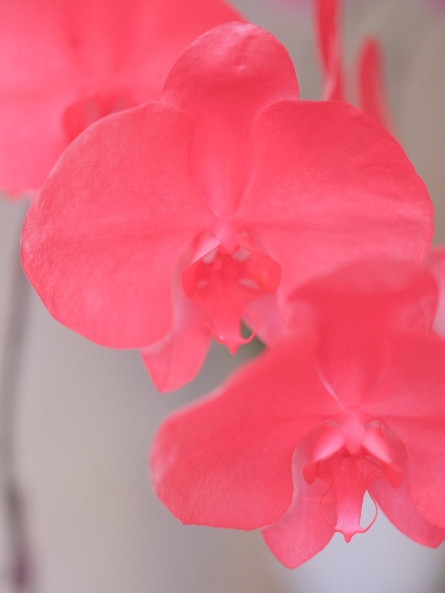 Dyed Orchid | Flamingo Red - 2026 Chinese New Year - 