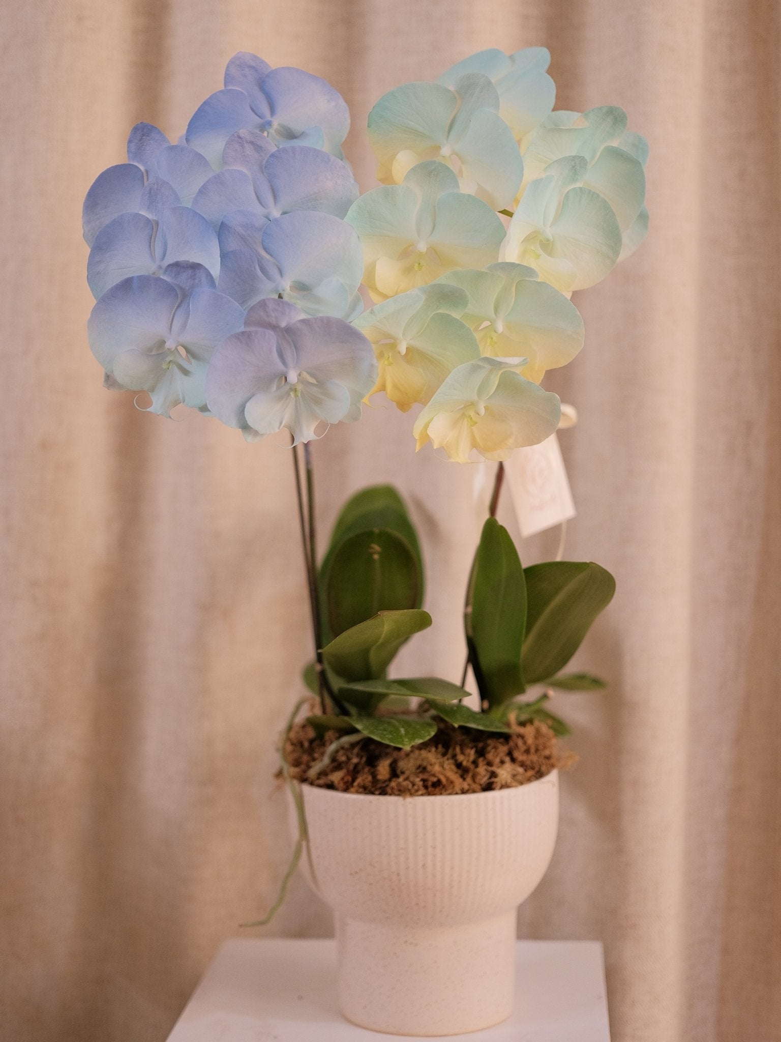 Dyed Orchid | Mix Color - 2026 Chinese New Year - 