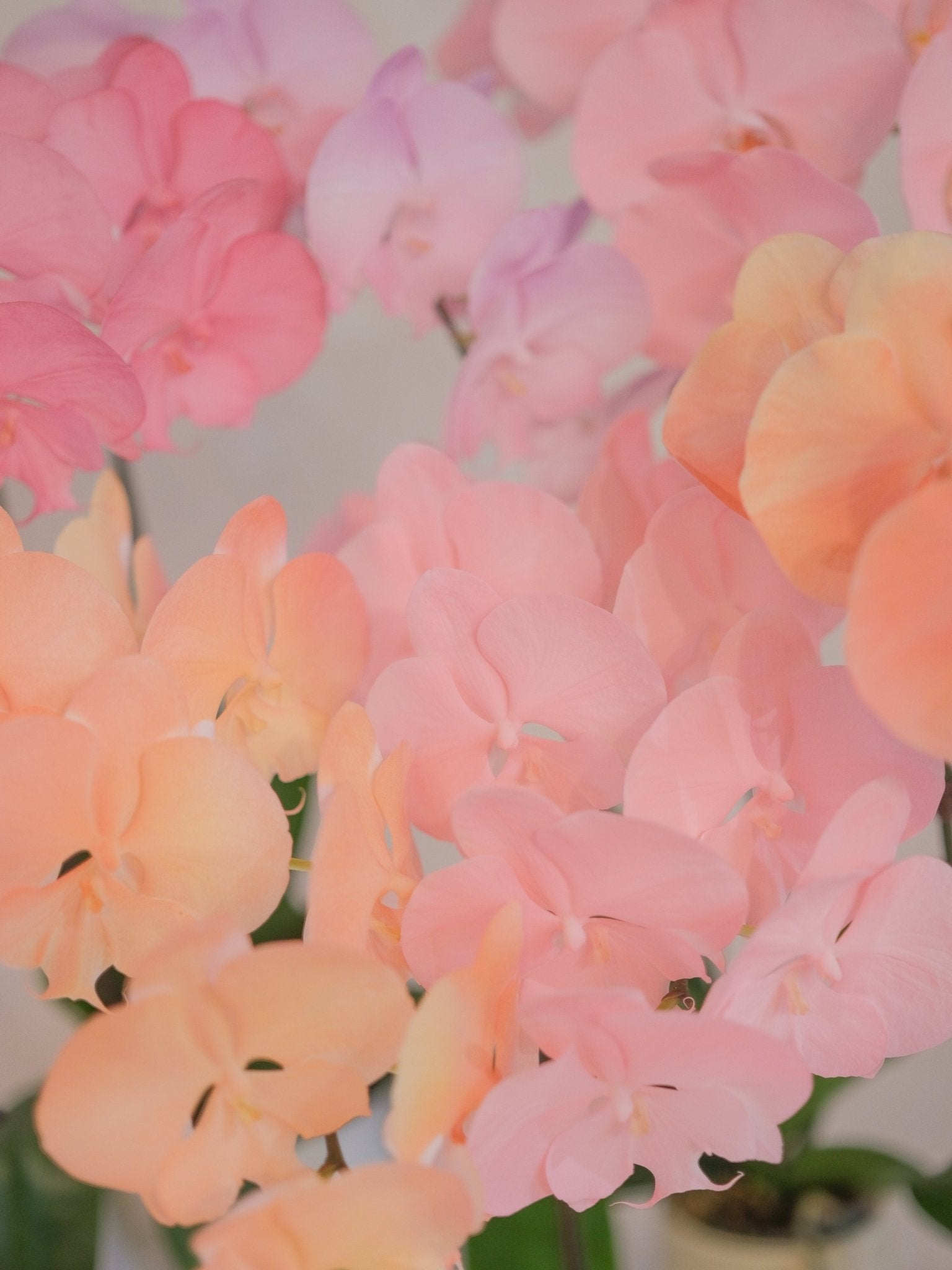 Dyed Orchid | Mix Color - 2026 Chinese New Year - 