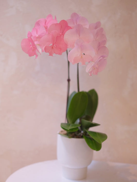 Dyed Orchid | Mix Color - 2026 Chinese New Year - 