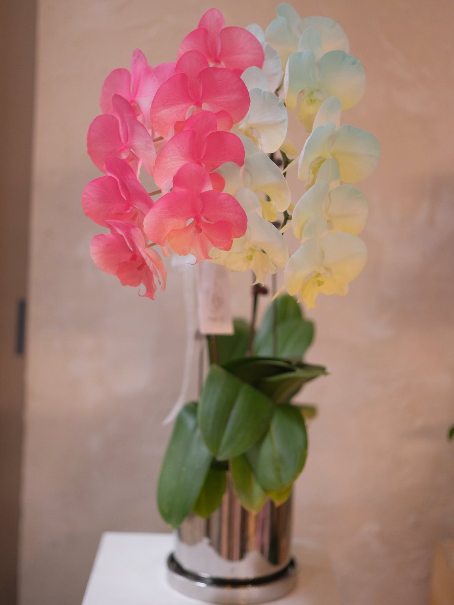 Dyed Orchid | Mix Color - 2026 Chinese New Year - 