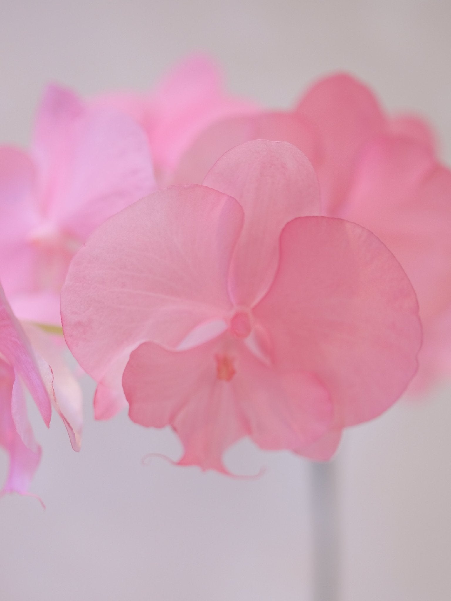 Dyed Orchid | Old Rose - 2026 Chinese New Year - 