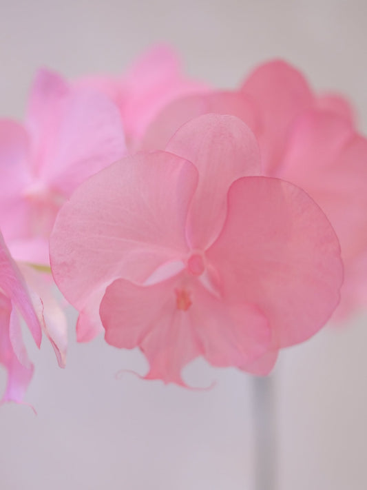 Dyed Orchid | Old Rose - 2026 Chinese New Year - 