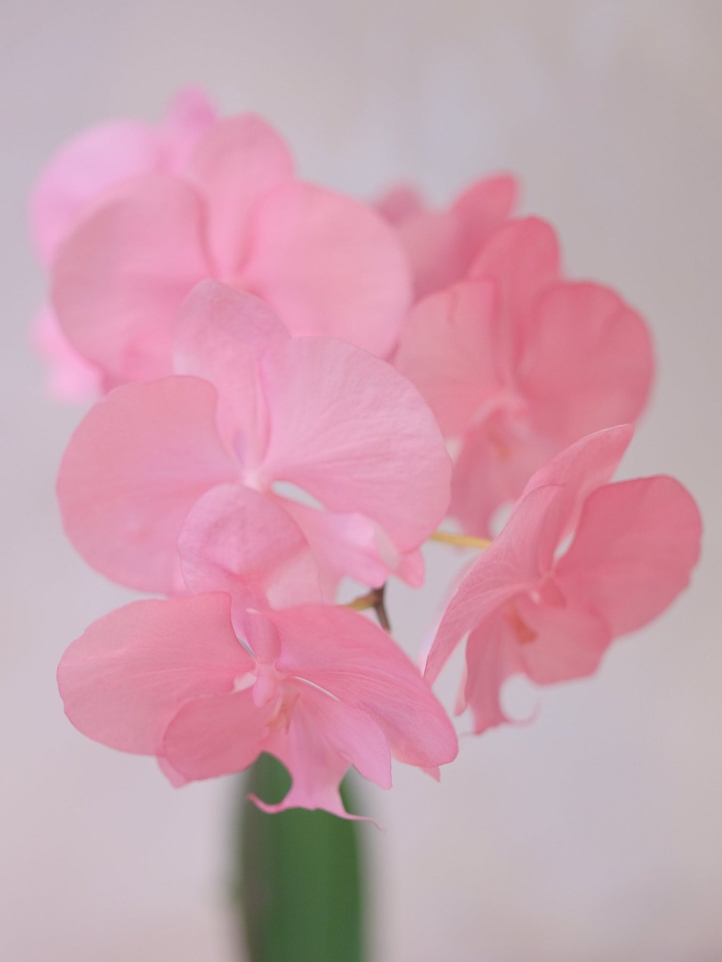Dyed Orchid | Old Rose - 2026 Chinese New Year - 