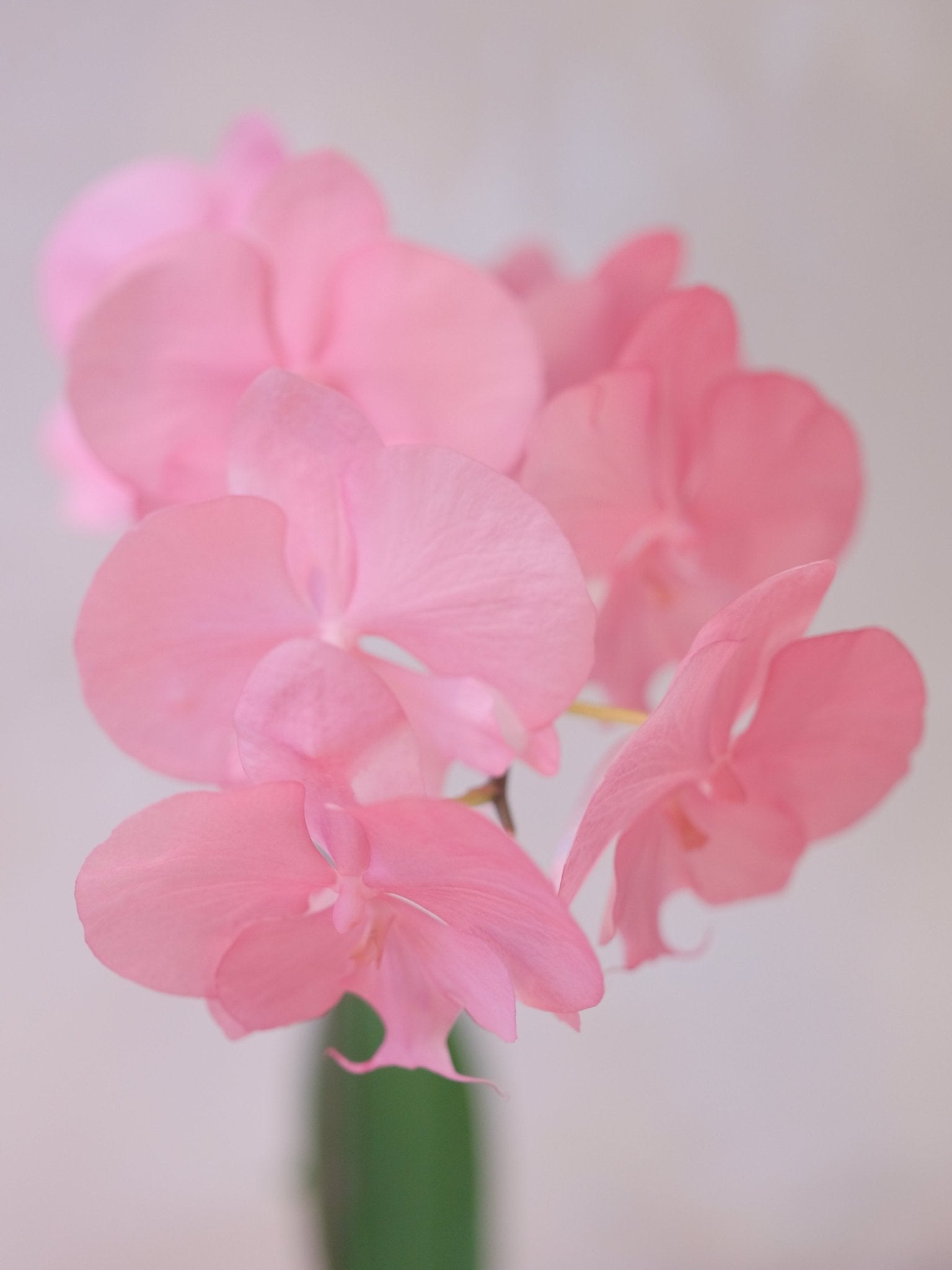 Dyed Orchid | Old Rose - 2026 Chinese New Year - 