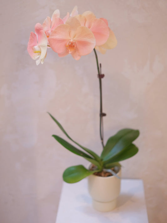 Dyed Orchid | Peach & Coral - 2026 Chinese New Year - 