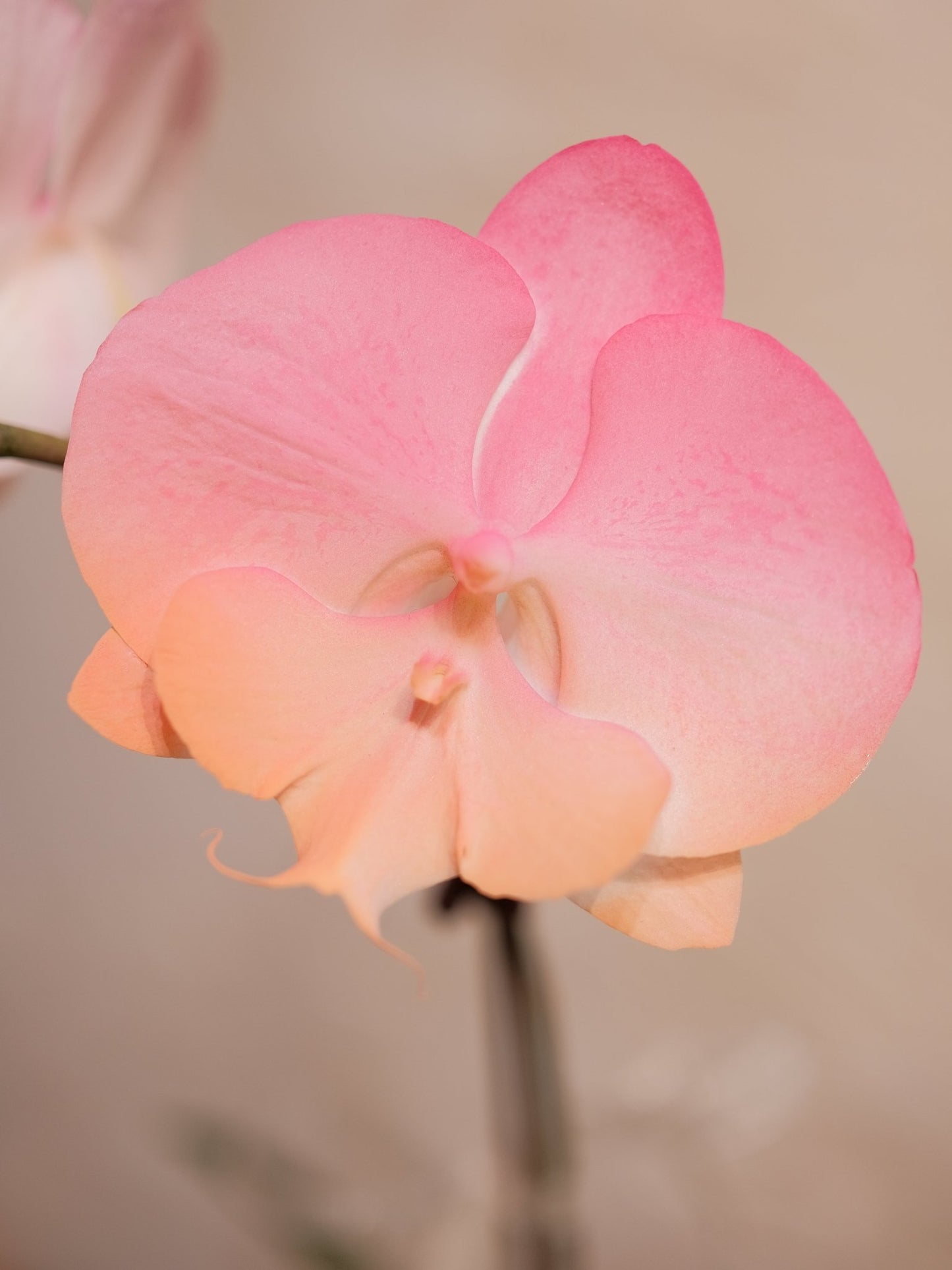 Dyed Orchid | Pink & Orange - 2026 Chinese New Year - 