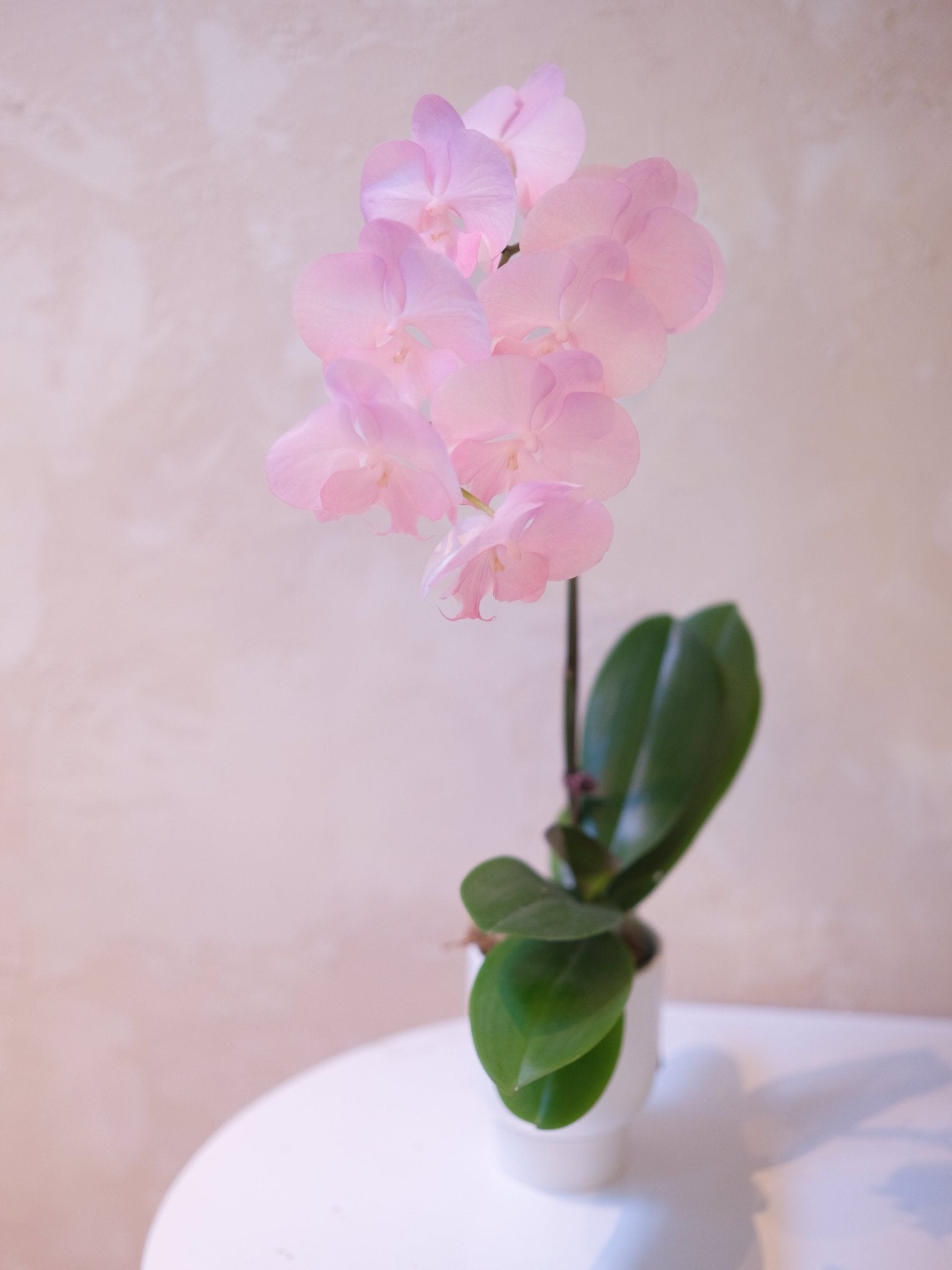 Dyed Orchid | Pink & Purple - 2026 Chinese New Year - 