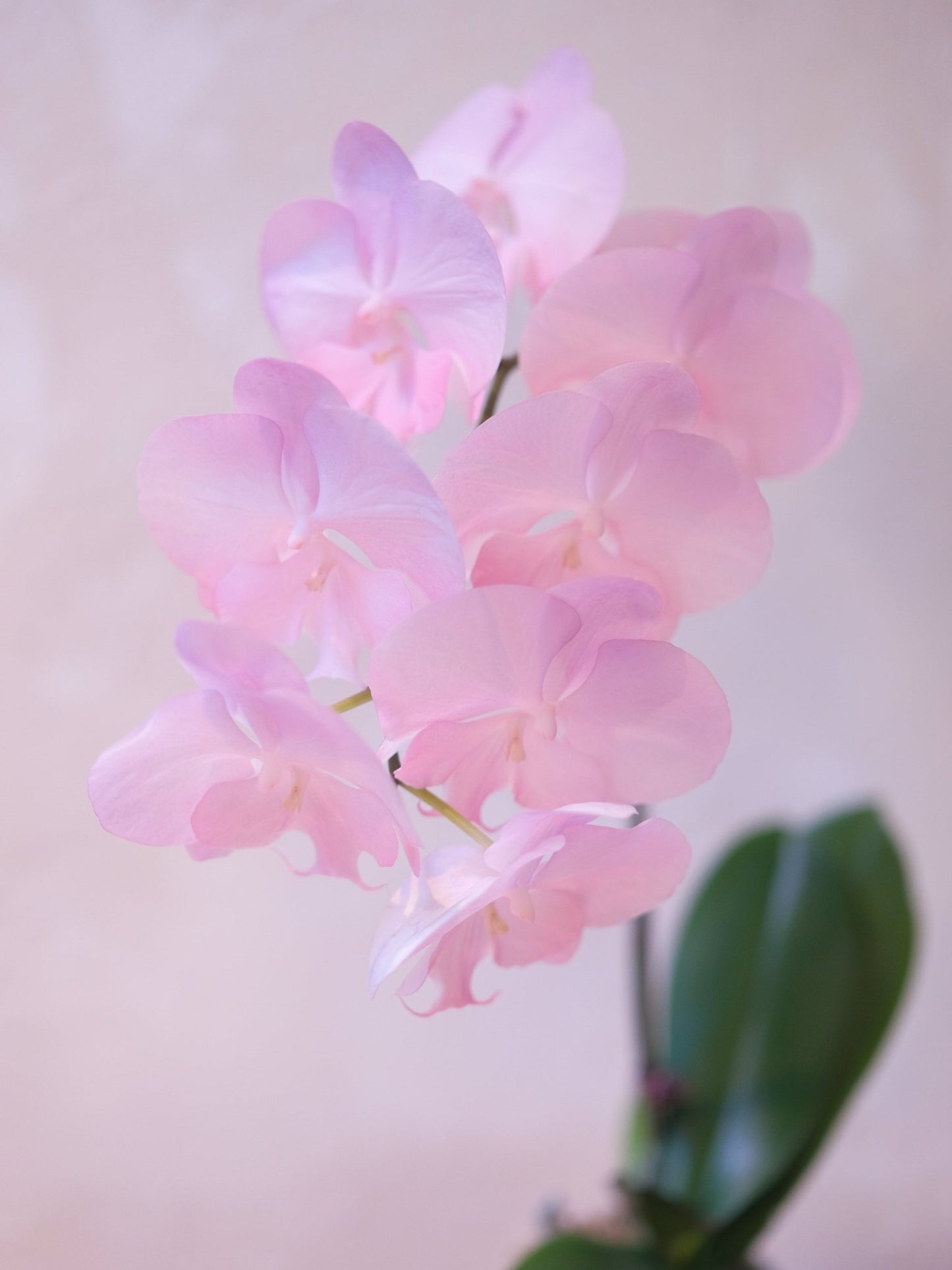 Dyed Orchid | Pink & Purple - 2026 Chinese New Year - 
