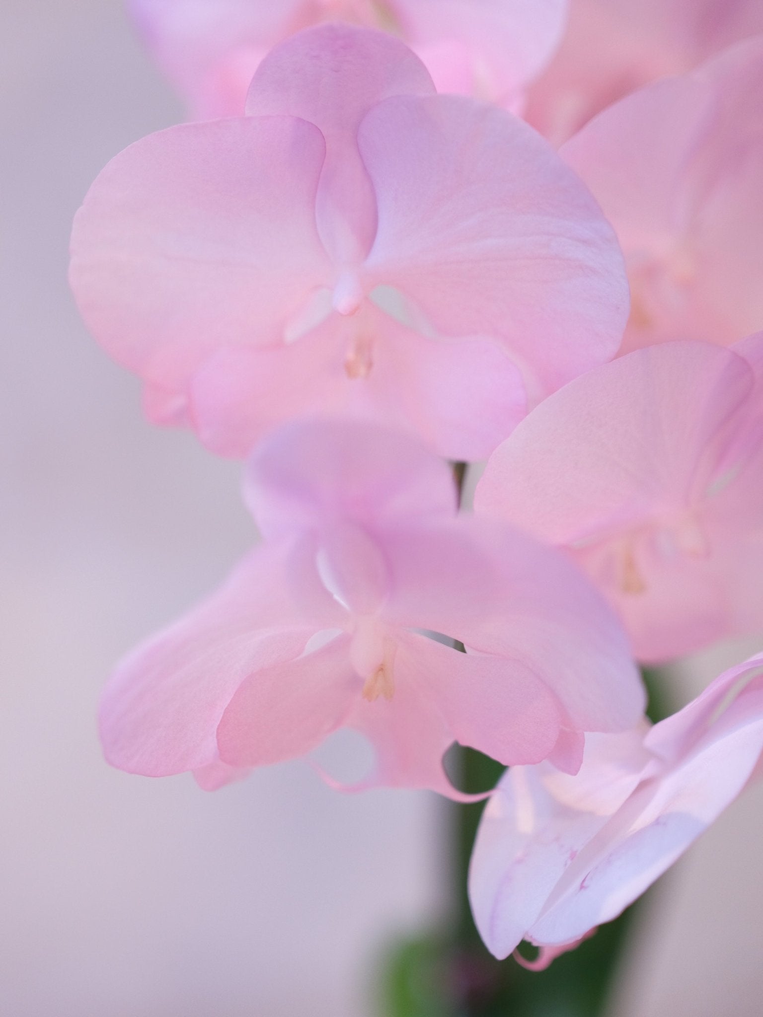 Dyed Orchid | Pink & Purple - 2026 Chinese New Year - 