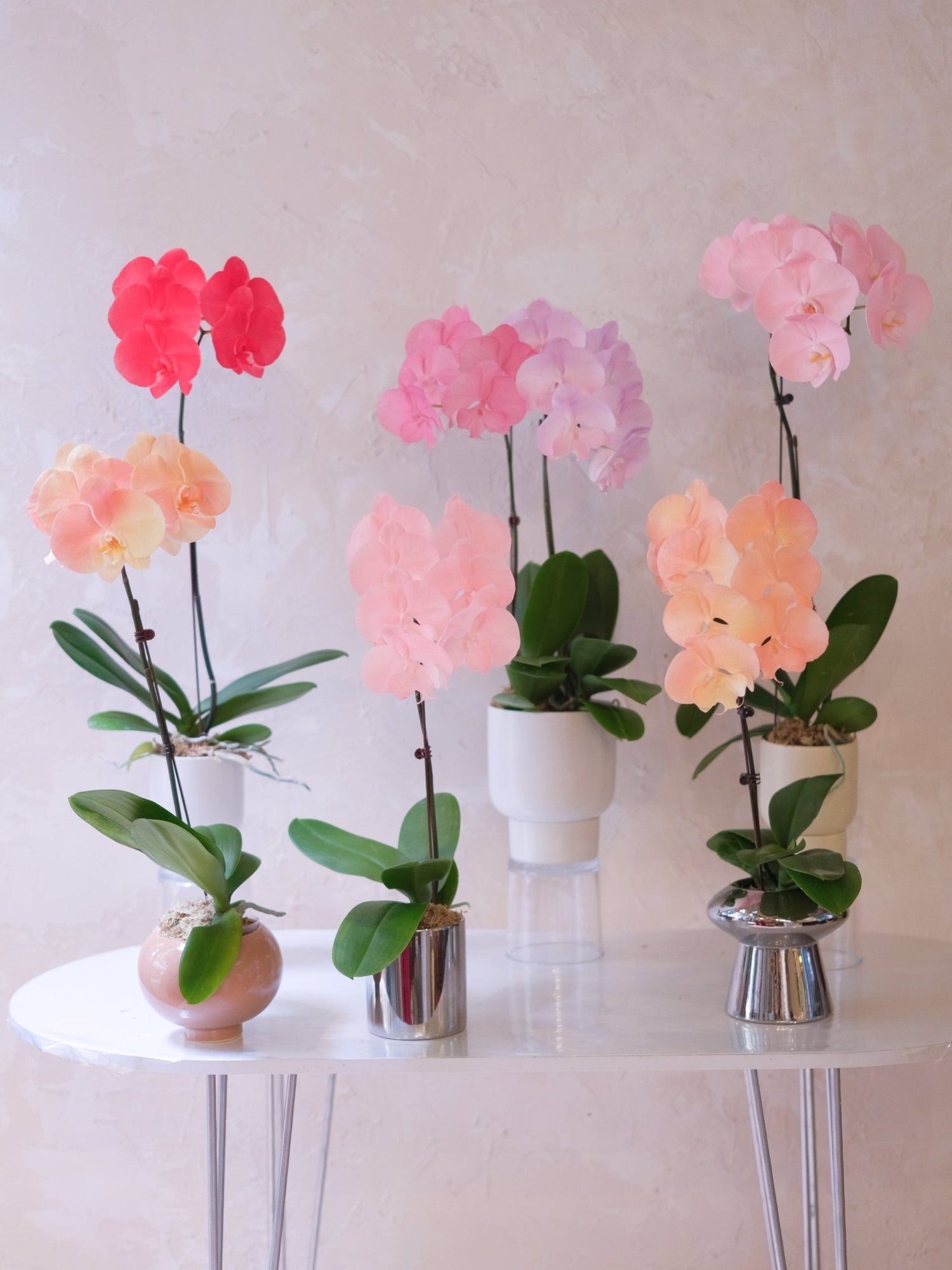 Dyed Orchid | Rose Pink - 2026 Chinese New Year - 