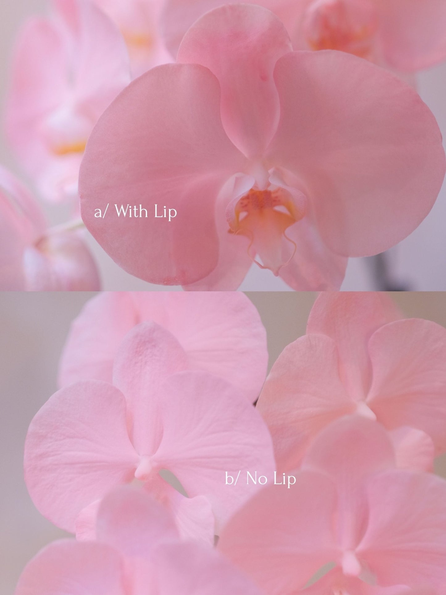 Dyed Orchid | Rose Pink - 2026 Chinese New Year - 
