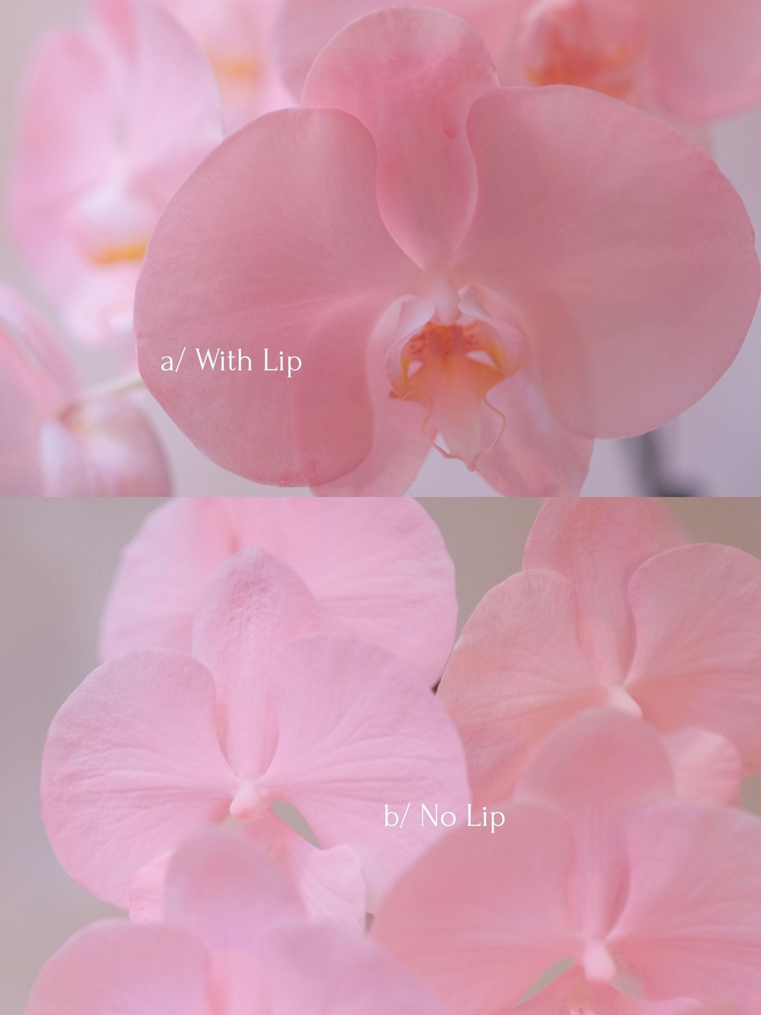 Dyed Orchid | Rose Pink - 2026 Chinese New Year - 