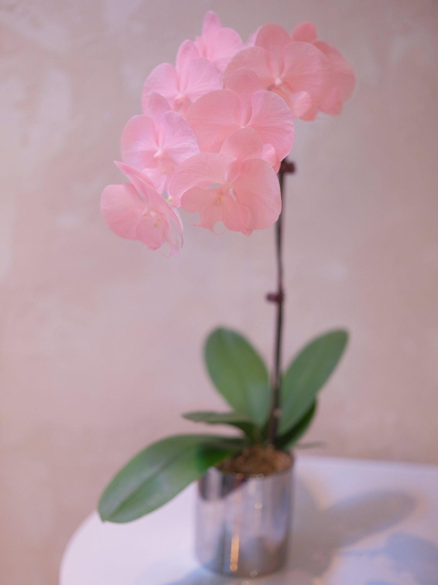 Dyed Orchid | Rose Pink - 2026 Chinese New Year - 