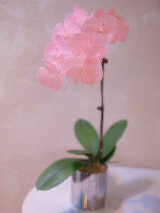 Dyed Orchid | Rose Pink - 2026 Chinese New Year - 