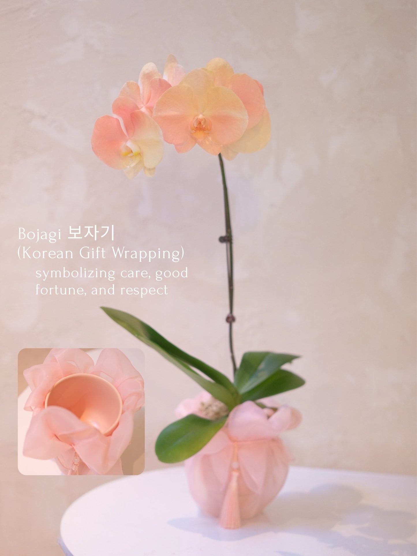 Dyed Orchid | Rose Pink - 2026 Chinese New Year - 