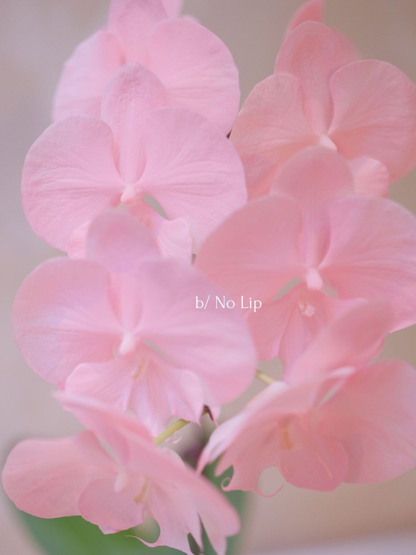 Dyed Orchid | Rose Pink - 2026 Chinese New Year - Dyed Orchid - 