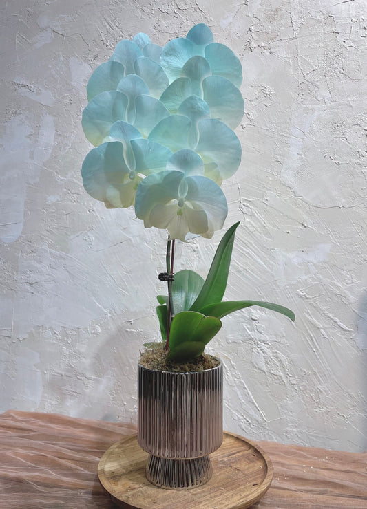 Dyed Orchid | Tiffany Blue & Light Yellow - 2026 Chinese New Year - 