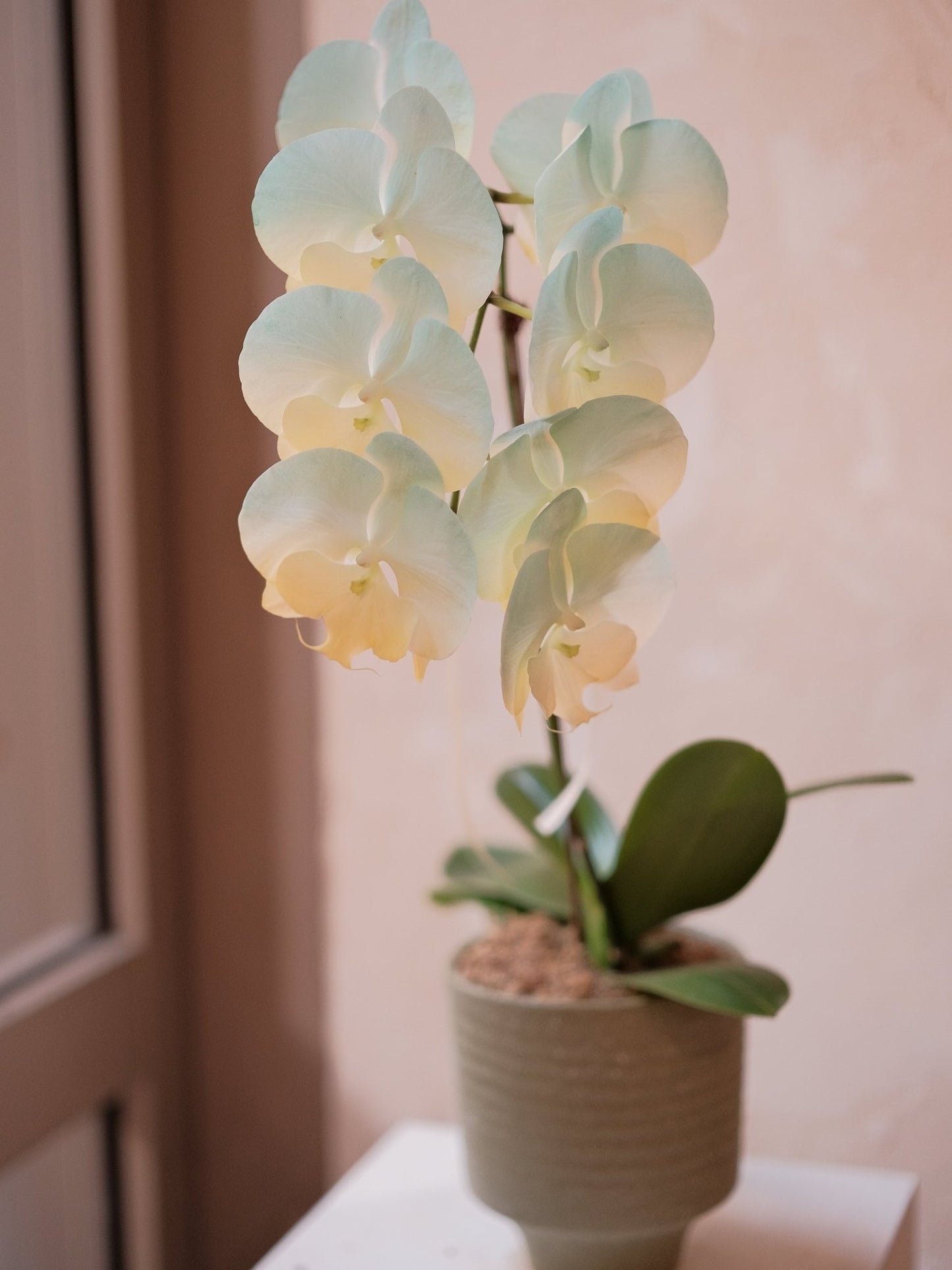 Dyed Orchid | Tiffany Blue & Light Yellow - 2026 Chinese New Year - 