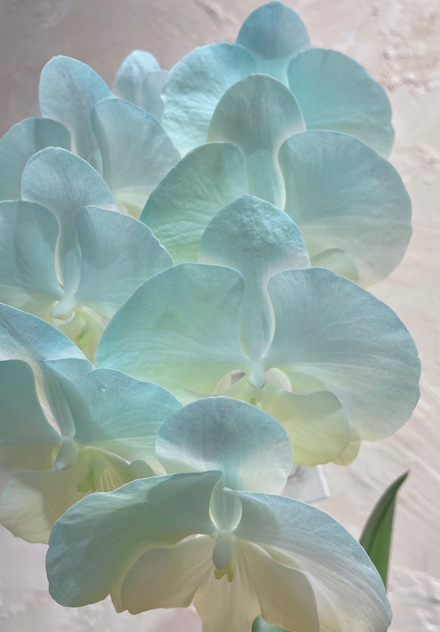 Dyed Orchid | Tiffany Blue & Light Yellow - 2026 Chinese New Year - 