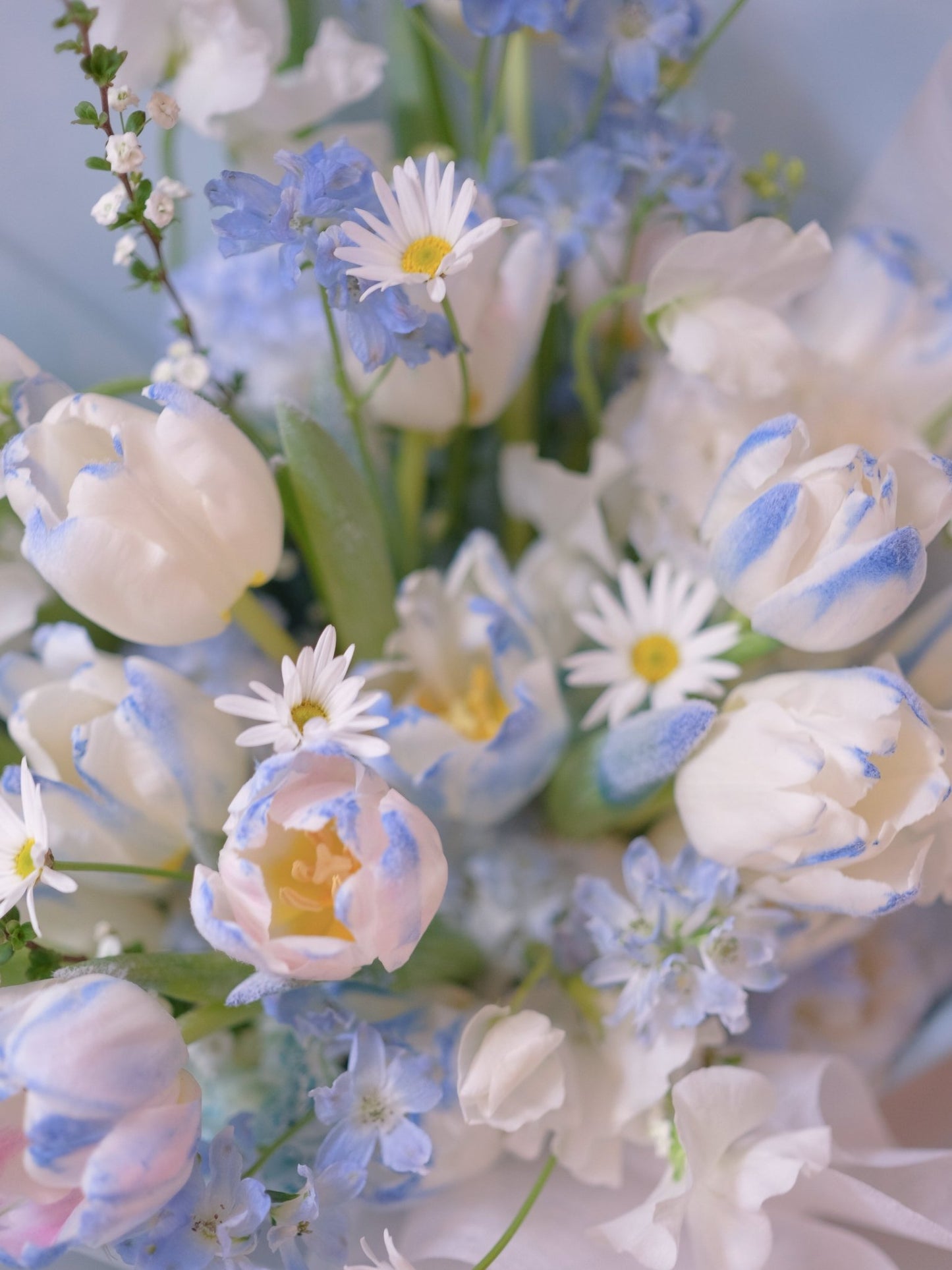 Frozen Kiss | Frozen Light Blue Tulip - 2026 Valentine's Day - 