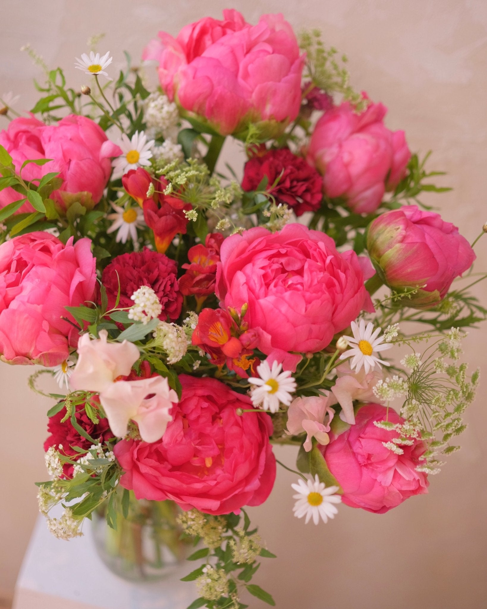 Love in Motion | Coral Charm Peony - 2025Mday - 2