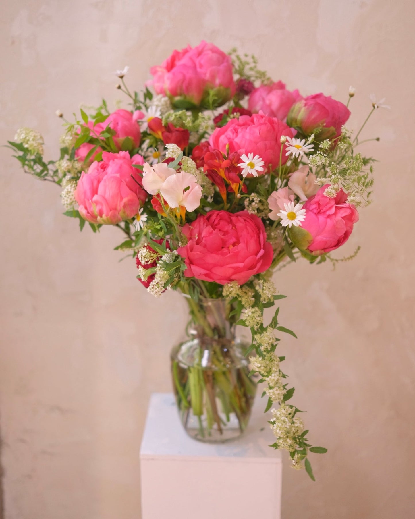 Love in Motion | Coral Charm Peony - 2025Mday - 1