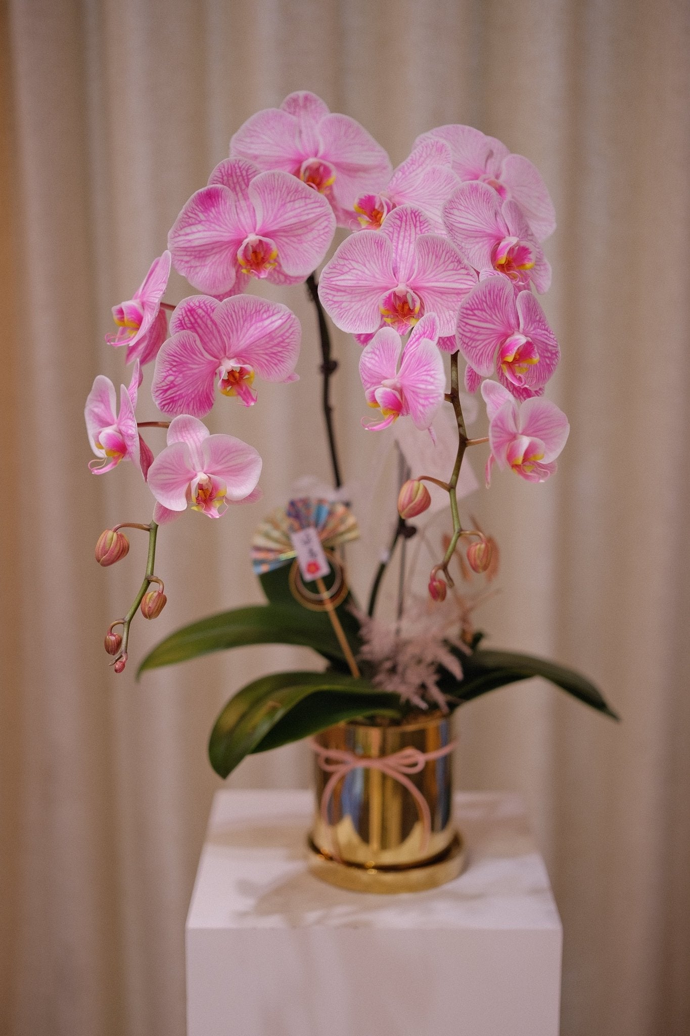 Macaron Orchid | Medium Orchid - Fresh flowers - 2025CNY - 4