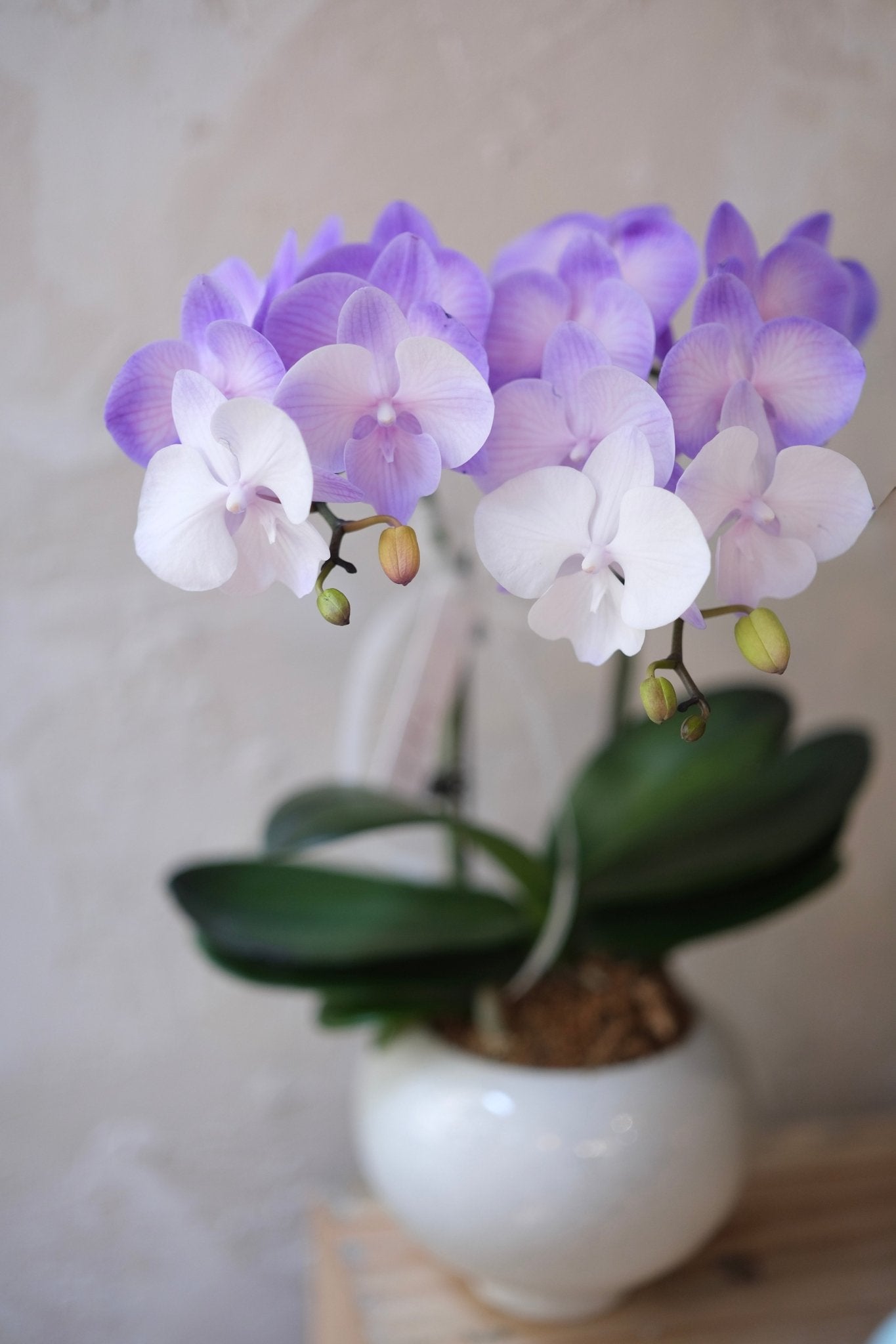 Macaron Orchid | Small - Sized Orchid - Fresh flowers - 2025CNY - Chinese New Year - Macaron Orchid