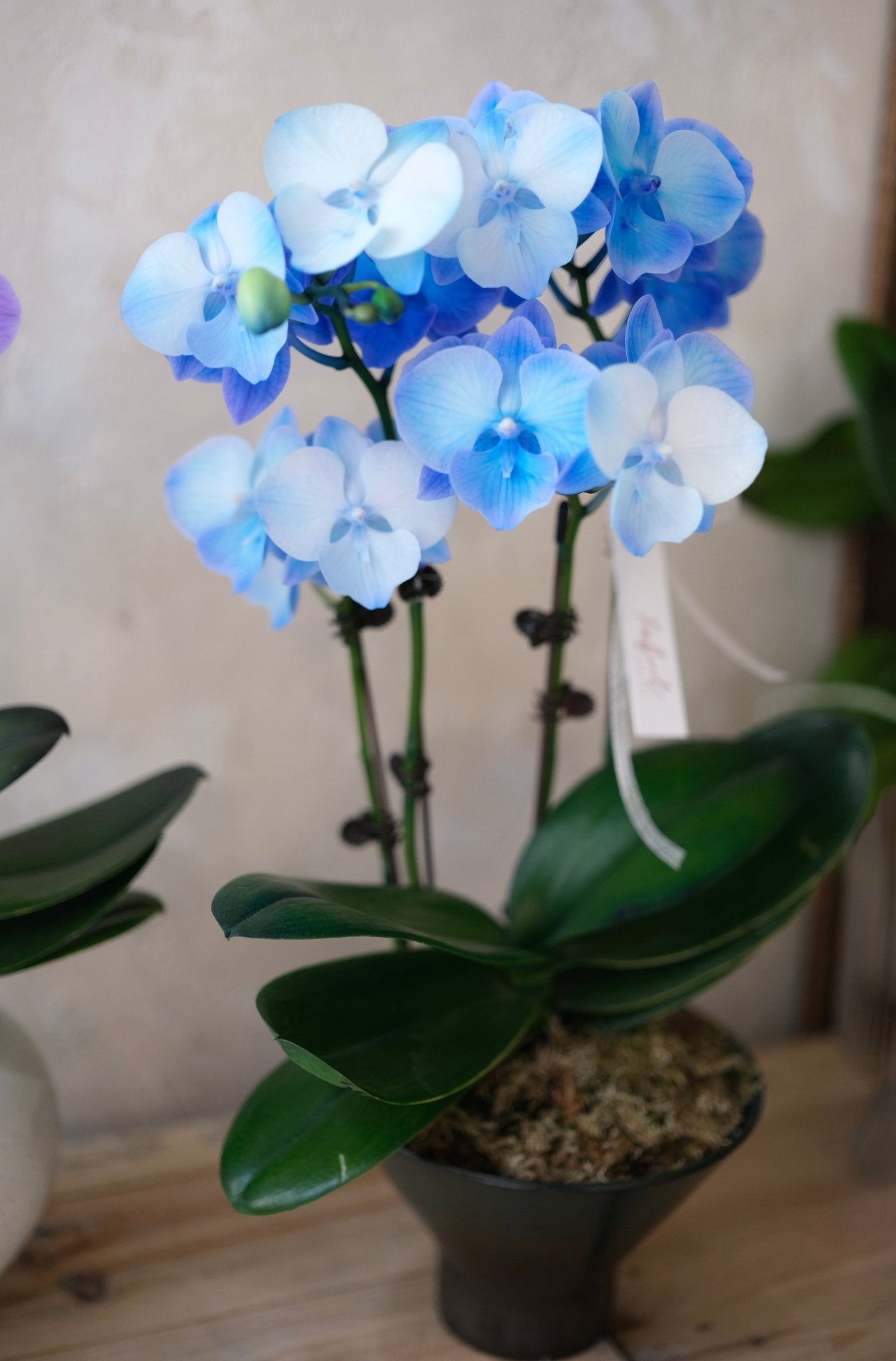 Macaron Orchid | Small - Sized Orchid - Fresh flowers - 2025CNY - Chinese New Year - Macaron Orchid