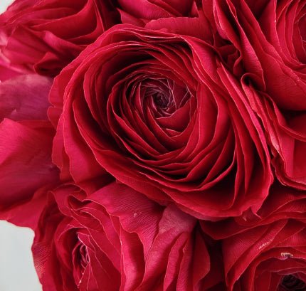 Ranunculu - 2026 Chinese New Year - CNY Flowers - 