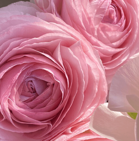 Ranunculu - 2026 Chinese New Year - CNY Flowers - 