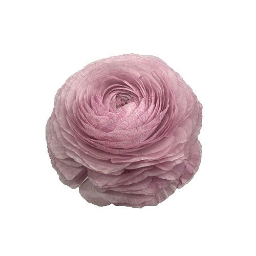 Ranunculu - 2026 Chinese New Year - CNY Flowers - 