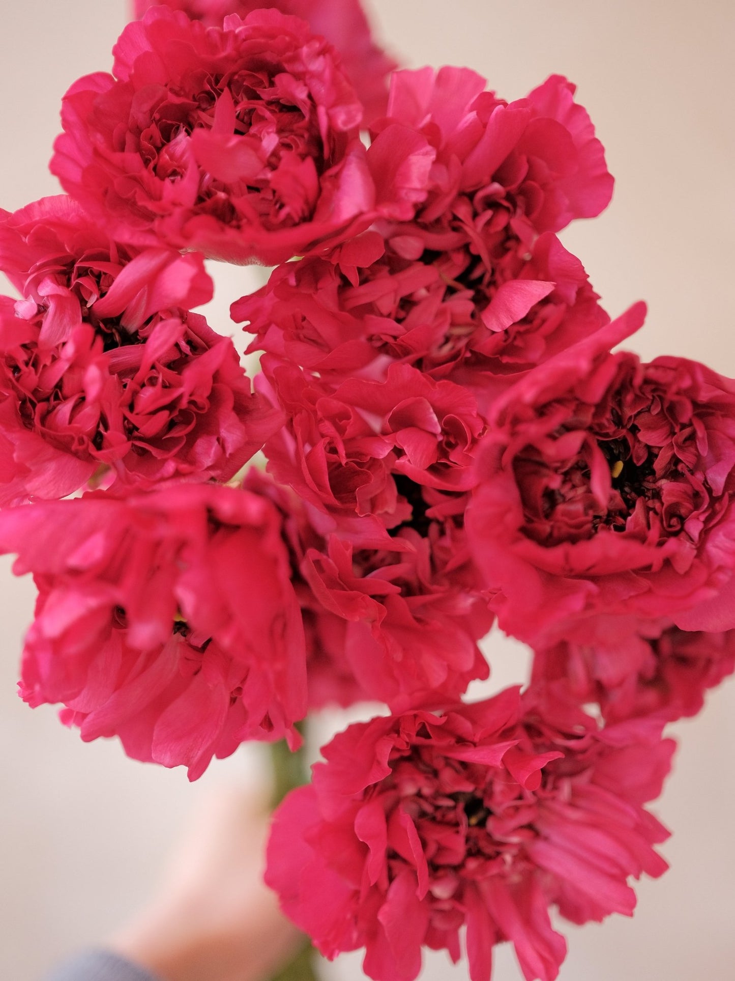 Ranunculu Charlotte - 2026 Chinese New Year - CNY Flowers - 