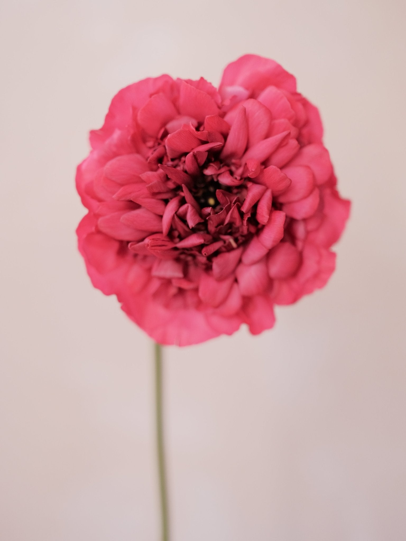 Ranunculu Charlotte - 2026 Chinese New Year - CNY Flowers - 