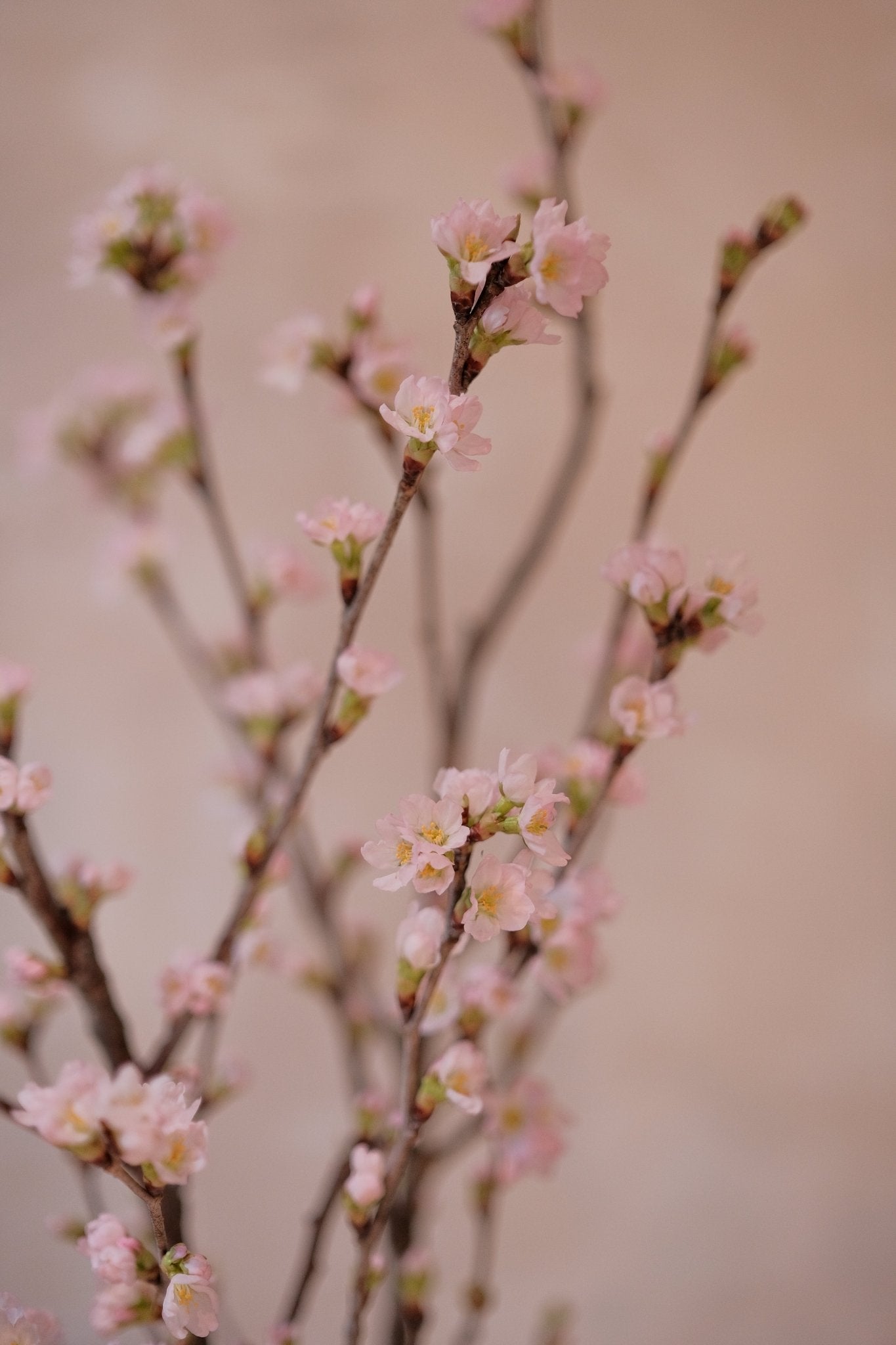 Sakura 。啓翁櫻 - Fresh flowers, Chinese new year - 2026 Chinese New Year - CNY Flowers - 年花