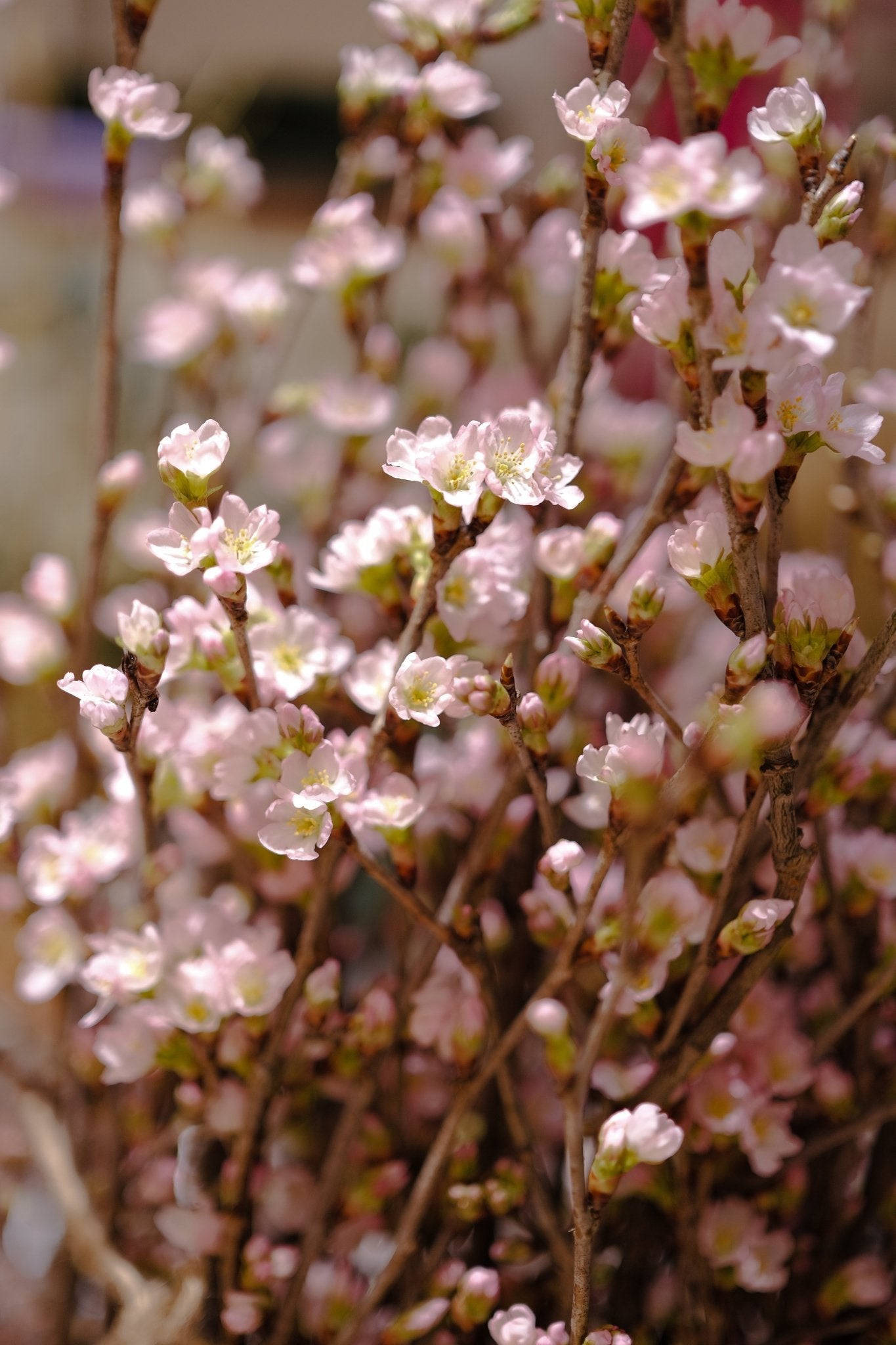 Sakura 。啓翁櫻 - Fresh flowers, Chinese new year - 2026 Chinese New Year - CNY Flowers - 年花