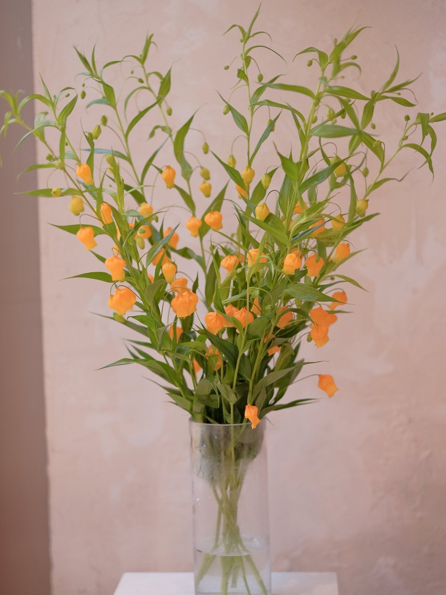 Sandersonia - 2026 Chinese New Year - CNY Flowers - 