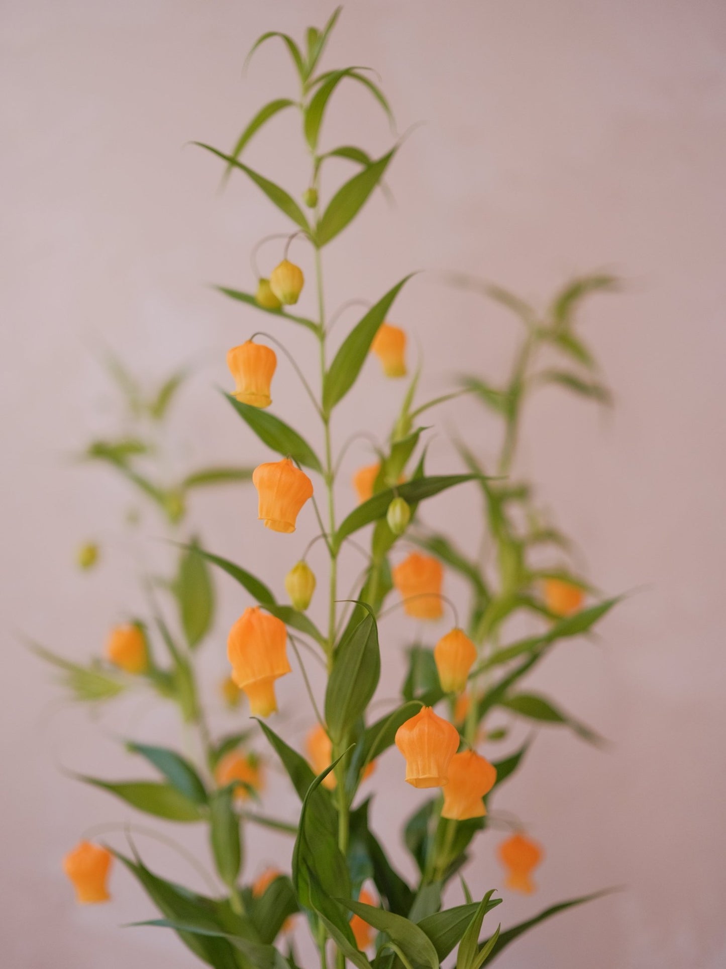 Sandersonia - 2026 Chinese New Year - CNY Flowers - 