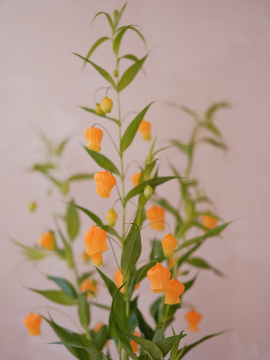 Sandersonia - 2026 Chinese New Year - CNY Flowers - 