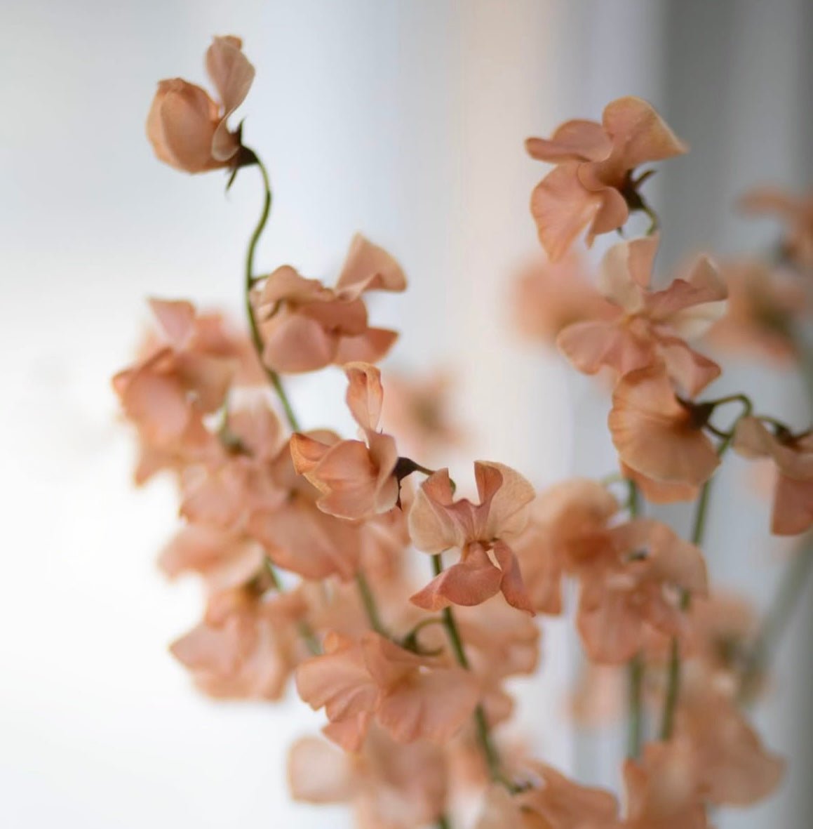 Sweet Pea - 2026 Chinese New Year - CNY Flowers - 