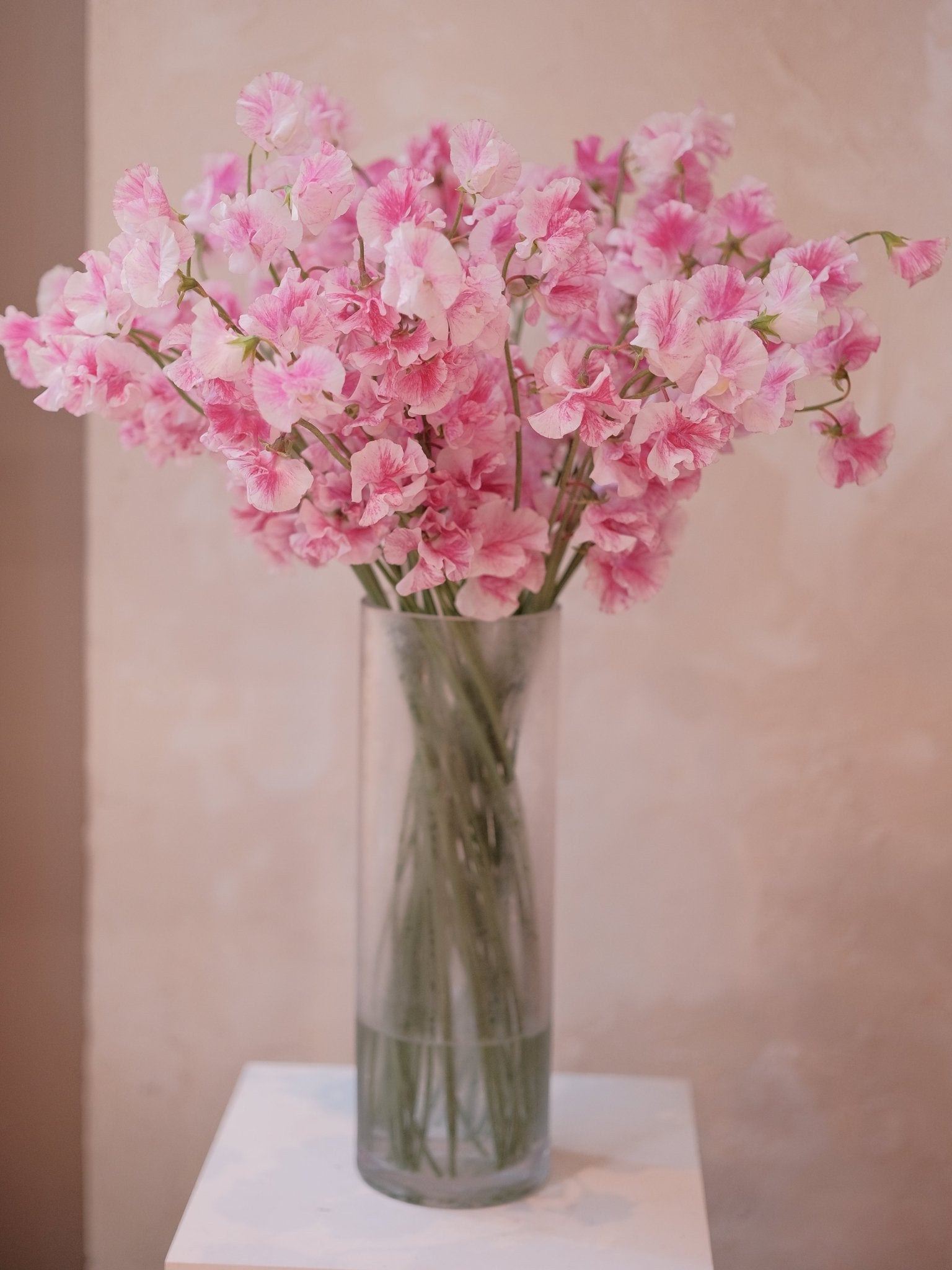 Sweet Pea - 2026 Chinese New Year - CNY Flowers - 