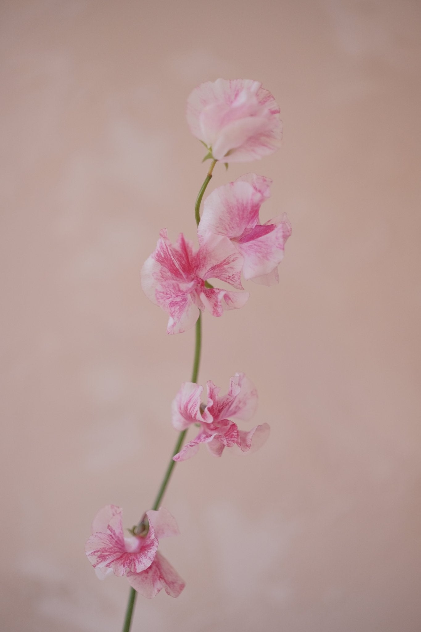 Sweet Pea - 2026 Chinese New Year - CNY Flowers - 