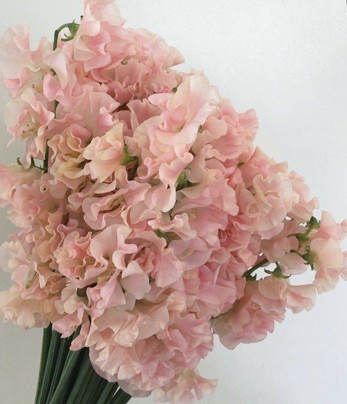 Sweet Pea - 2026 Chinese New Year - CNY Flowers - 