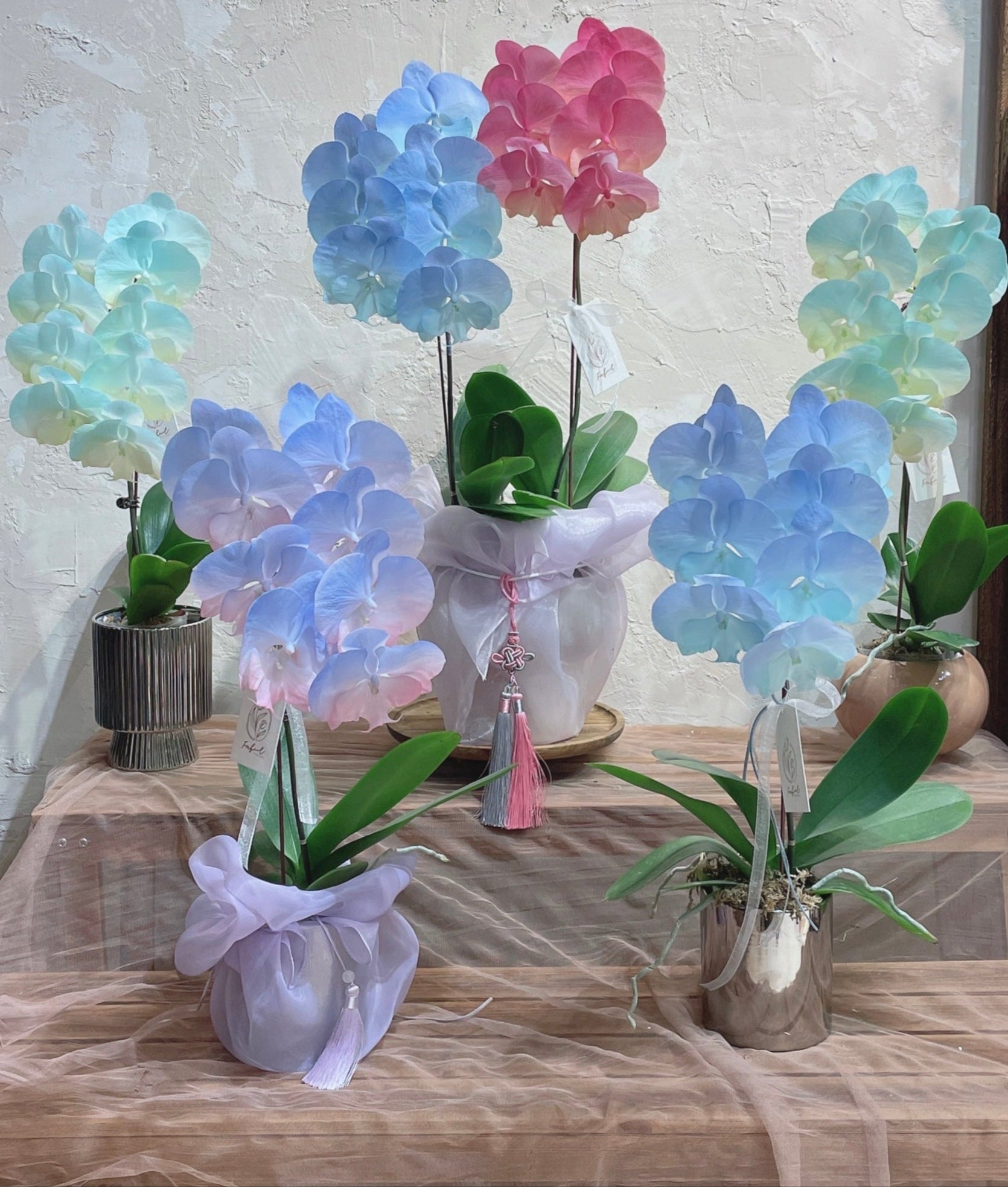 Taiwan Dyed Phalaenopsis | Medium Orchid - Fresh flowers - 2025CNY - 1