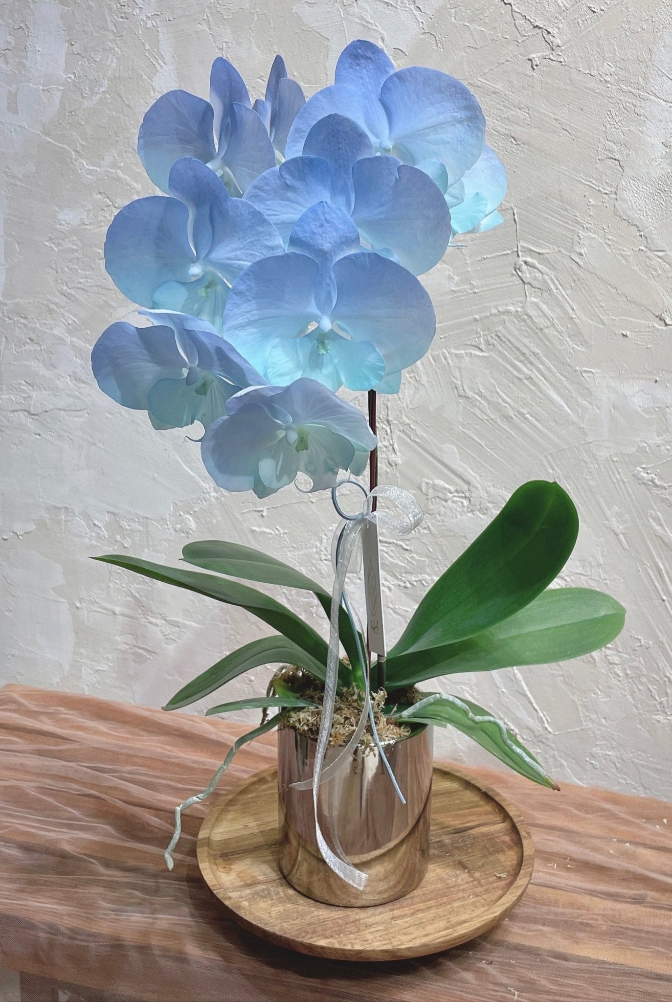 Taiwan Dyed Phalaenopsis | Medium Orchid - Fresh flowers - 2025CNY - 4