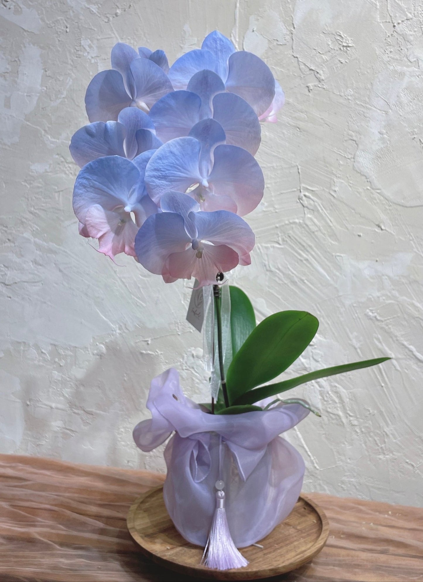 Taiwan Dyed Phalaenopsis | Medium Orchid - Fresh flowers - 2025CNY - 5