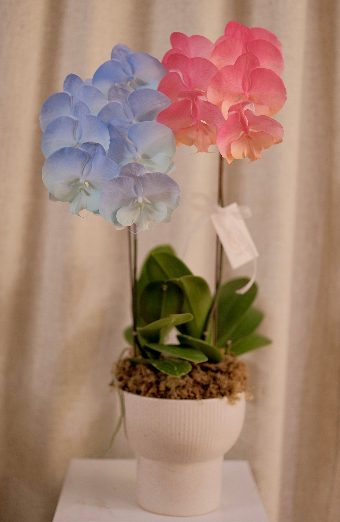 Taiwan Dyed Phalaenopsis | Medium Orchid - Fresh flowers - 2025CNY - 11