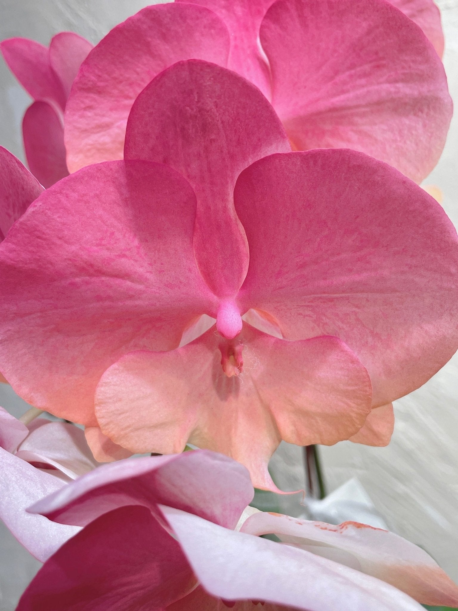 Taiwan Dyed Phalaenopsis | Medium Orchid - Fresh flowers - 2025CNY - 9